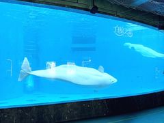 -海合安成都极地海洋公园