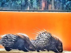 -清迈夜间动物园