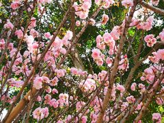 -天适樱花悠乐园