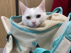 -瑞派·关忠动物医院·猫专科·犬专科(三环新城店)