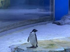 -上海海昌海洋公园
