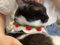 -关爱宠物医院·猫科中心·消化科(滨湖万达分院)