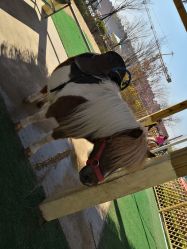 -萌宠亲子动物乐园(槐房万达店)