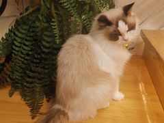 -喵喵咪呀布偶猫咖(春熙路店)