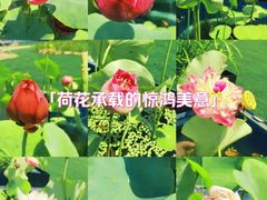 -上海辰山植物园