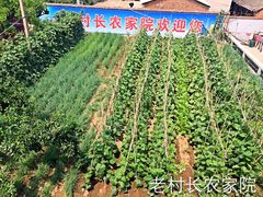-老村长农家院