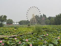 -白洋淀景区