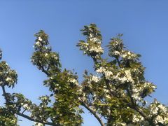 -树山生态村