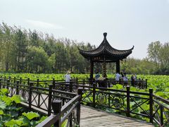 -合肥滨湖国家森林公园