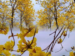 -天适樱花悠乐园