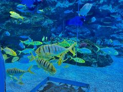 -海合安成都极地海洋公园