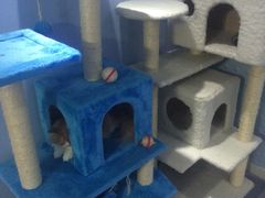 -喵的天空名猫咖啡馆·撸猫·猫舍·用品