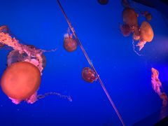 -太平洋海底世界