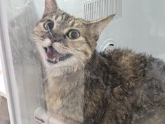 -车接车送·寄养洗护·德文猫舍(大宁店)