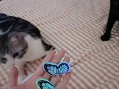 -糯米喵星人总部直营旗舰店·猫舍·幼猫出售