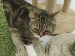 -喵园·猫主题咖啡厅·撸猫·猫咖(国贸店)