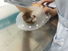 -美联众合动物医院·24h京西诊疗中心