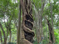 -中国科学院西双版纳热带植物园