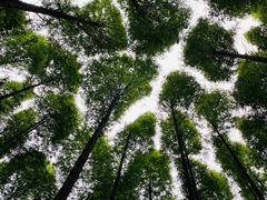 -山王坪喀斯特国家生态公园