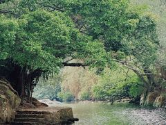 -杨梅坑