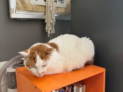 -平行世界·猫咖(首经贸店)