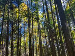-武陵山森林公园