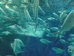 -上海海洋水族馆