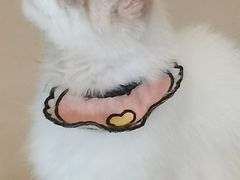 -平行世界·猫咖(首经贸店)