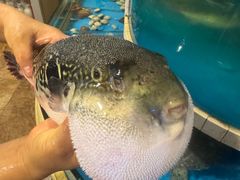 -天正河鲀·河豚亭(大连店)