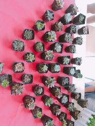-上海美兰湖妇产科医院