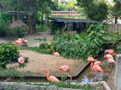 -清迈夜间动物园