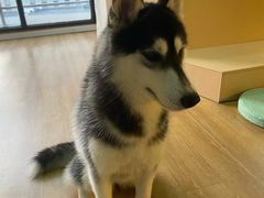 -Husky Go! 哈士奇体验馆·宠物咖啡厅狗咖
