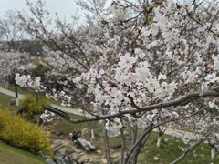 -羊山湖公园
