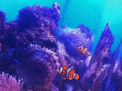 -芜湖新华联大白鲸海洋公园