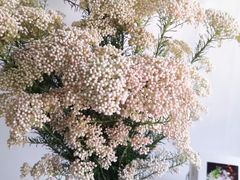 -昆明国际花卉拍卖交易中心