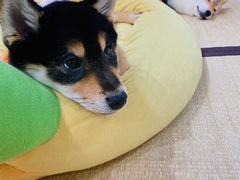 -逗柴咖啡屋·狗咖猫咖宠物桌游