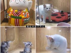 -屋虎猫馆(宝安大仟里店)