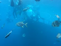 -瑞德姆美人鱼海底演艺主题餐厅(亚龙湾店)