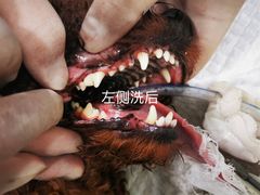 -佳雯宠物医院(金华南路分院)