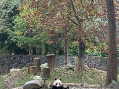 -都江堰中华大熊猫苑
