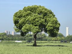 -贡湖湾湿地公园