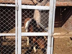 -意大利农场度假村