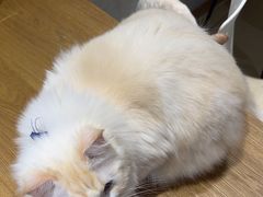 -藏猫猫咖啡主题馆(中央大道店)