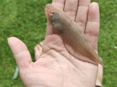 -西涌国际滨海旅游区