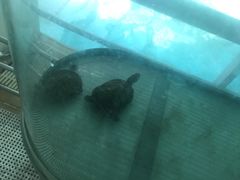 -虹桥河滨花园会所游泳馆