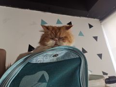 -Cappucimeow猫咪咖啡馆(韦伯时代店)