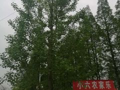 -小六农家乐(崇明西沙湿地店)