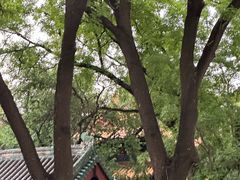 -北京国子监胡同