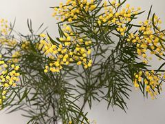 -厦门国家会计学院