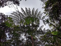 -海南热带雨林国家公园吊罗山景区